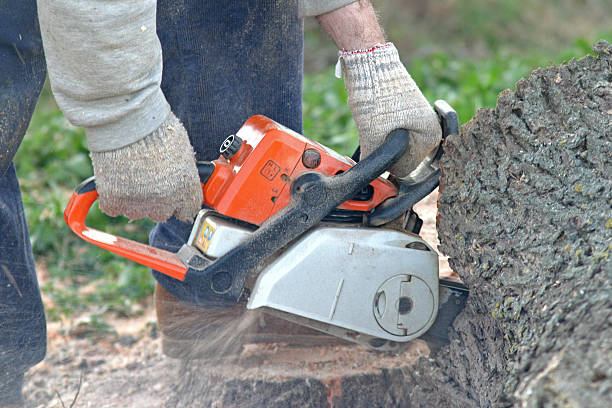 Best Commercial Tree Services  in USA